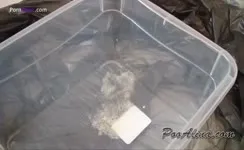 Shitting on black plastic bag