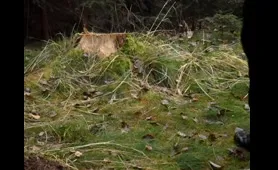 A Stud Dumps in the Woods
