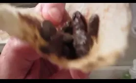 Old Dude Takes a Crap on His Taco