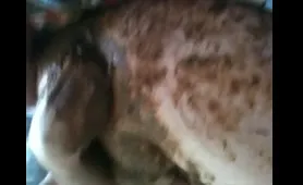 Shit Pig Dumps a Load