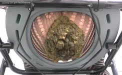 Big pile of poop in stockings