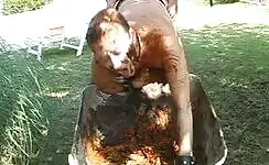 Dirty busty scat slut getting ass fucked 