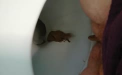 Close up of wife shitting