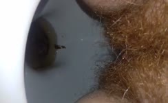 Hairy babe pooping in toilet