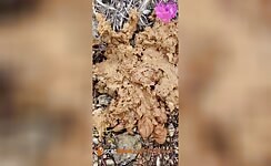 Woman shits at music festival